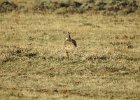 Greater Sage Grouse (21)