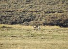 Greater Sage Grouse (22)