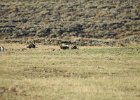 Greater Sage Grouse (23)