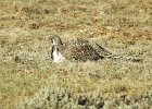 Greater Sage Grouse (24)