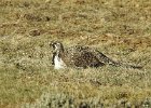 Greater Sage Grouse (25)