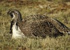 Greater Sage Grouse (26)