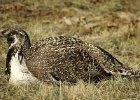 Greater Sage Grouse (27)