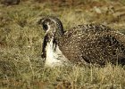 Greater Sage Grouse (28)