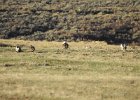 Greater Sage Grouse (3)