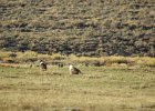 Greater Sage Grouse (4)