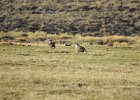 Greater Sage Grouse (5)