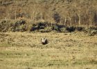 Greater Sage Grouse (6)