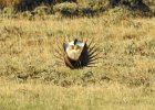 Greater Sage Grouse (7)