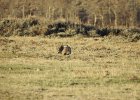 Greater Sage Grouse (8)