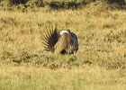 Greater Sage Grouse (9)