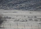 Gunnison Sage Grouse (10)