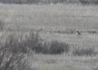 Gunnison Sage Grouse (11)