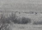 Gunnison Sage Grouse (14)