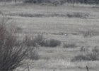 Gunnison Sage Grouse (15)