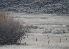 Gunnison Sage Grouse (16)