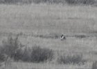 Gunnison Sage Grouse (17)