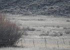 Gunnison Sage Grouse (18)