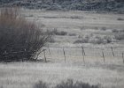 Gunnison Sage Grouse (2)