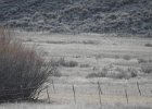 Gunnison Sage Grouse (20)