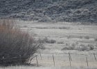 Gunnison Sage Grouse (3)