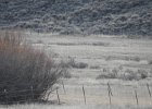 Gunnison Sage Grouse (4)