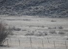 Gunnison Sage Grouse (7)