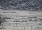 Gunnison Sage Grouse (8)