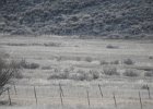 Gunnison Sage Grouse (9)