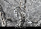 003 - 76 Dusky Grouse