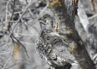 Dusky Grouse (10)