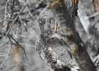 Dusky Grouse (11)