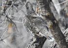 Dusky Grouse (14)