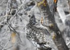 Dusky Grouse (20)