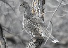 Dusky Grouse (22)