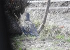 Dusky Grouse (4)