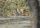 Dusky Grouse (6)