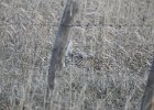 Sharp-tailed Grouse (10)
