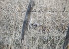 Sharp-tailed Grouse (10) edited
