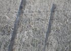Sharp-tailed Grouse (11)