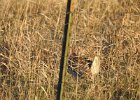 Sharp-tailed Grouse (12)