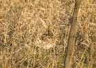 Sharp-tailed Grouse (13)