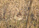 Sharp-tailed Grouse (13) edited
