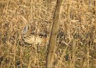 Sharp-tailed Grouse (14)