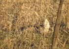 Sharp-tailed Grouse (16)