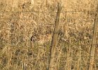 Sharp-tailed Grouse (18)