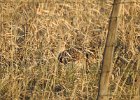Sharp-tailed Grouse (19)