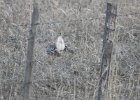 Sharp-tailed Grouse (2)