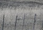 Sharp-tailed Grouse (21)