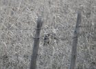 Sharp-tailed Grouse (22)